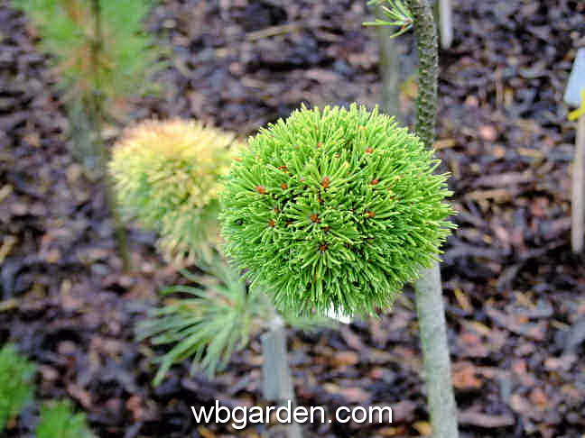 dwarf conifer