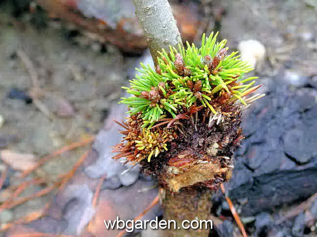 dwarf conifer