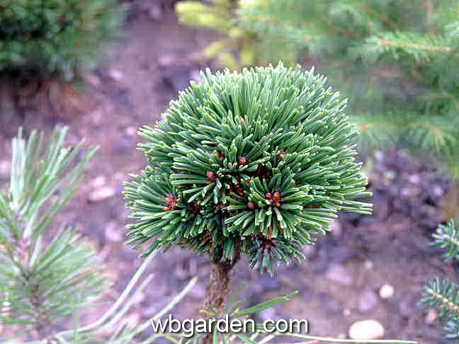 dwarf conifer