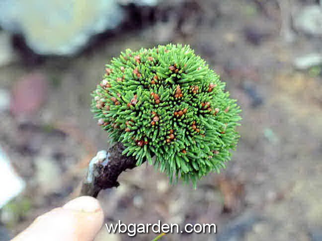 dwarf conifer