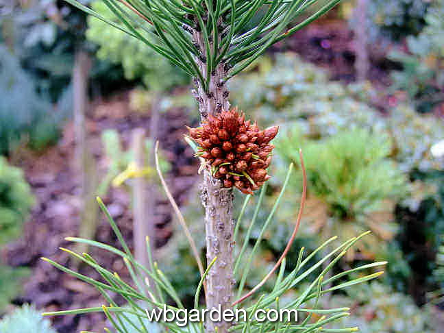 dwarf conifer