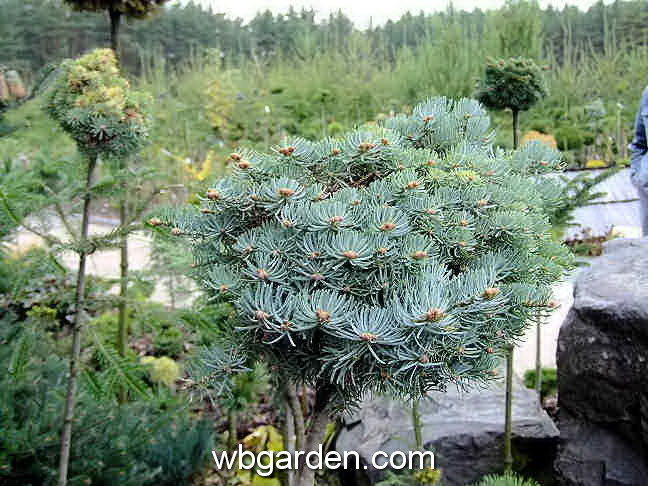 dwarf conifer