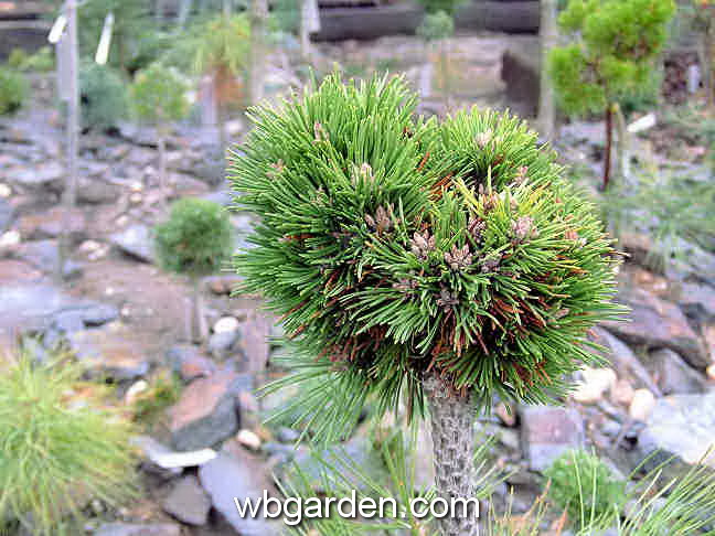 dwarf conifers