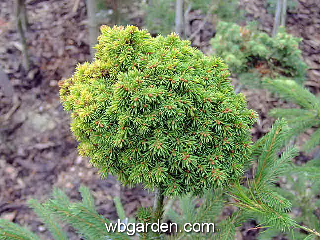 dwarf conifers