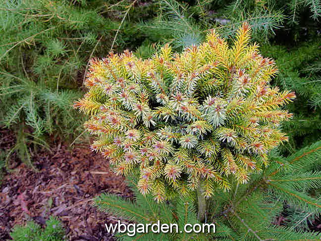 dwarf conifer