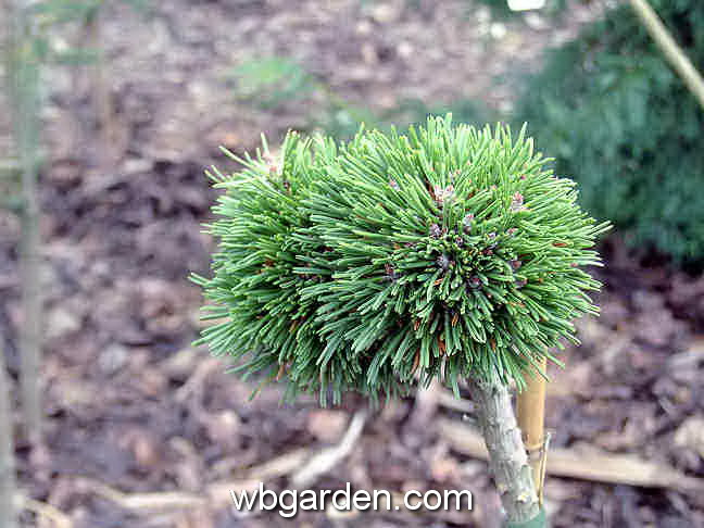 dwarf conifer