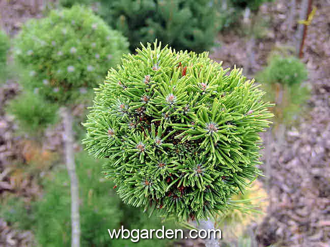 dwarf conifers