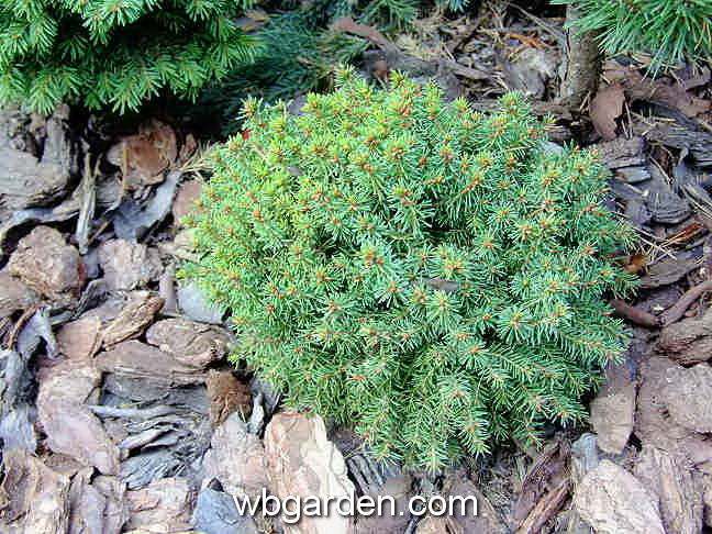 dwarf conifers