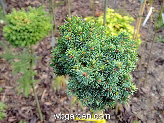 dwarf conifers