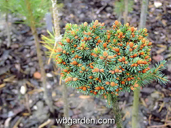 dwarf conifers