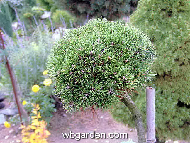 dwarf conifers