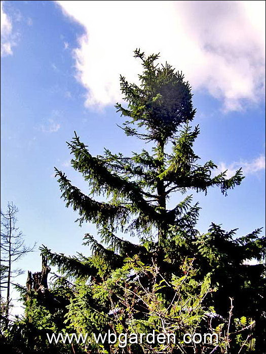 dwarf conifer hunt