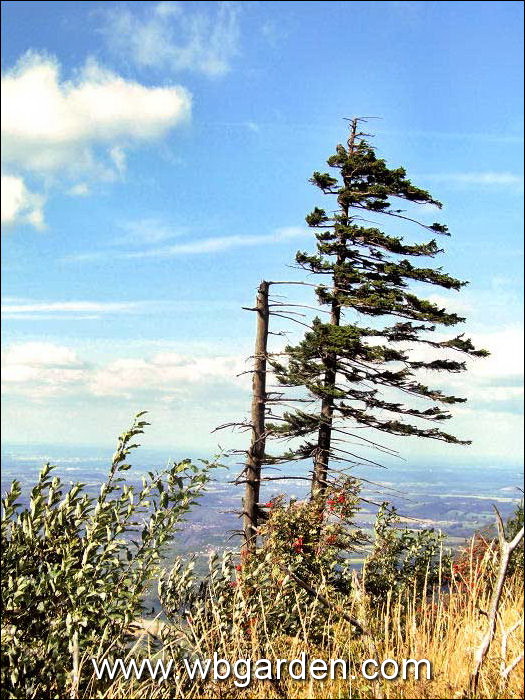 Dwarf conifers hunt