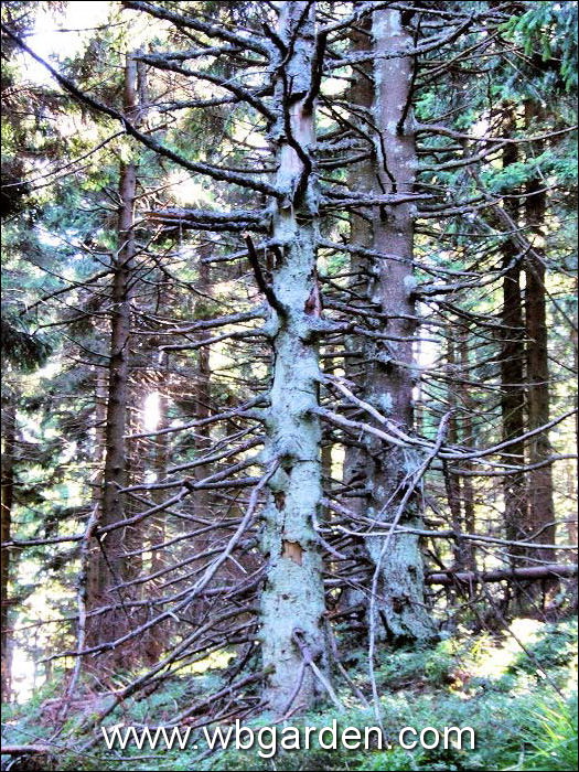 Dwarf conifers hunt