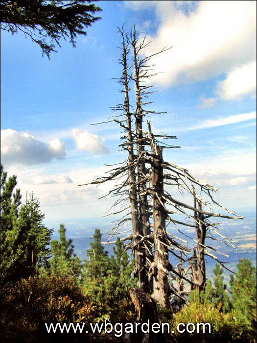 Dwarf conifers hunt