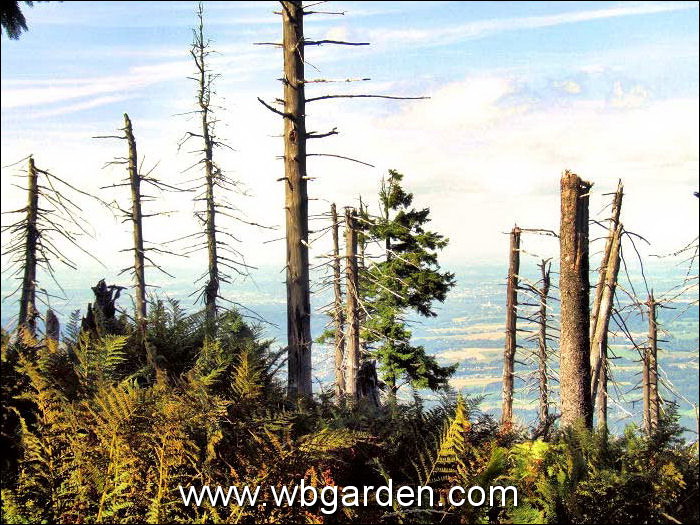 Dwarf conifers hunt