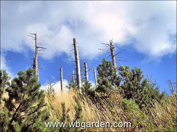 Dwarf conifers hunt