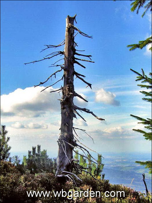 Dwarf conifers hunt
