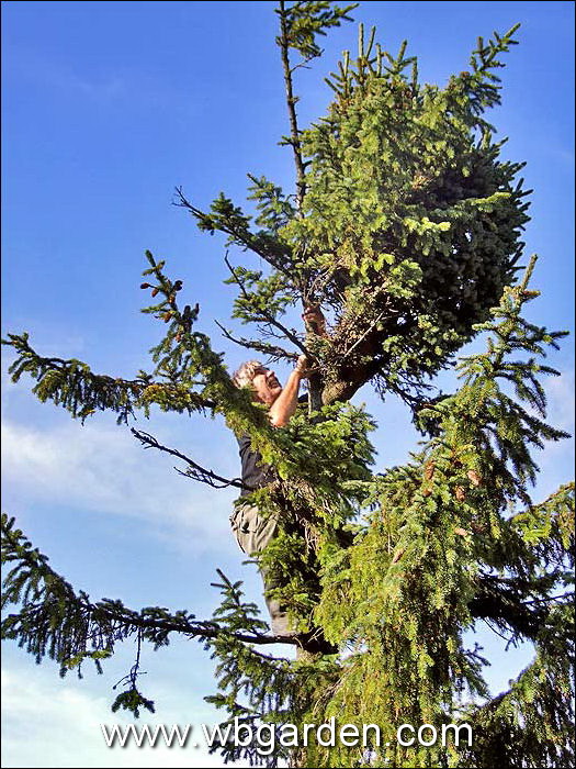 Dwarf conifer hunt