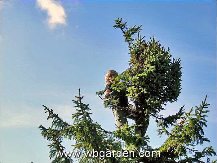 Dwarf conifers hunt