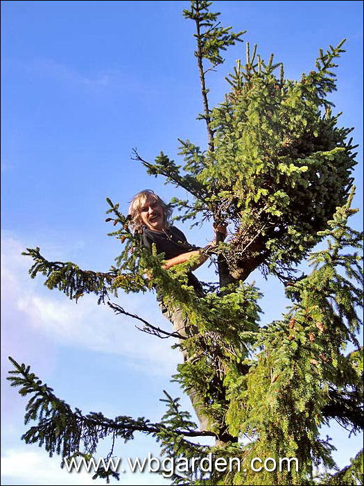 Dwarf conifers hunt