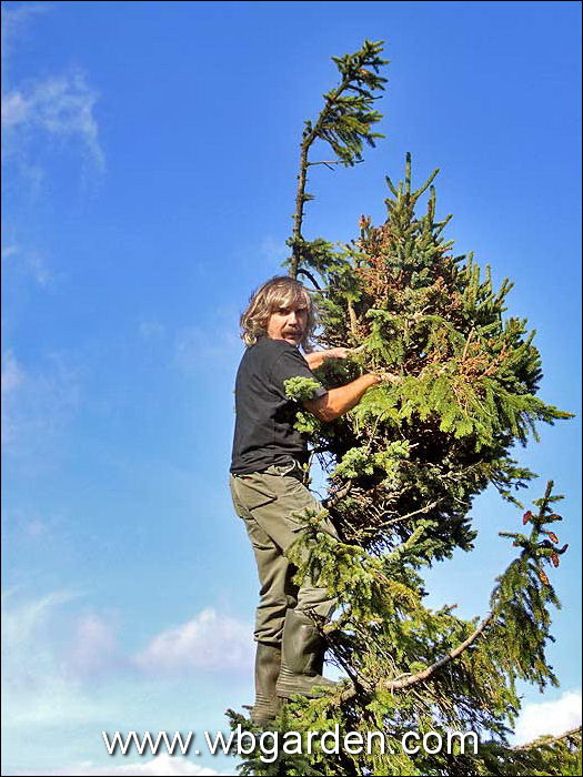 Dwarf conifers hunt