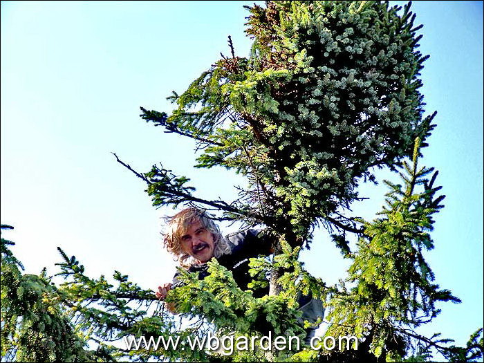 Dwarf conifers hunt