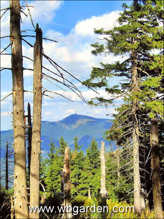 Dwarf conifers hunt