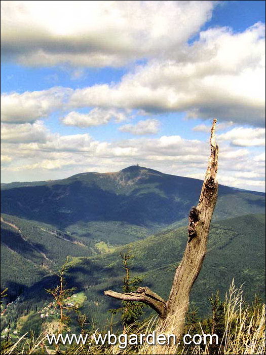 Dwarf conifers hunt