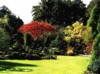 Dwarf conifers gardens  witchs brooms - wbgarden.com