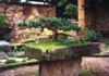 Zakrsl konifery - arovnky - zahrada