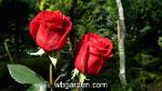 wbgarden rose 1