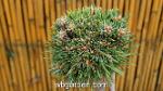wbagrden dwarf conifers 45