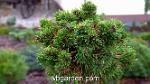 wbgarden dwarf conifers 1