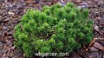 wbgarden dwarf conifers 11