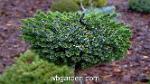 wbgarden dwarf conifers 13