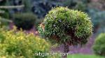wbgarden dwarf conifers 30