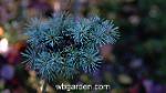 wbgarden dwarf conifers 34