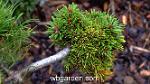 wbgarden dwarf conifers 4