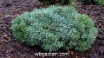 wbgarden dwarf conifers 9